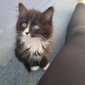 Gisele -  Domestic Medium Hair Cat for Adoption in Aldie, Virginia - Gisele | PetCurious