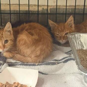 Rusty -  Domestic Short Hair Cat for Adoption in Long Beach, California - Rusty | PetCurious