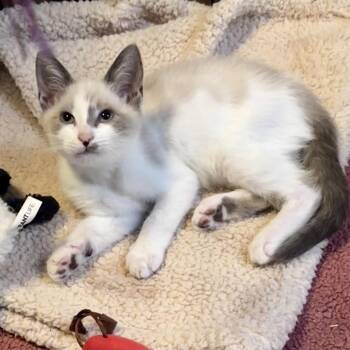 Iguana -  Siamese Cat for Adoption in Westminster, California - Iguana | PetCurious