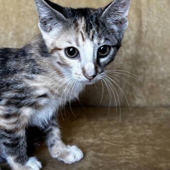 Ruth -  Domestic Short Hair Cat for Adoption in Liverpool, Texas - Ruth | PetCurious