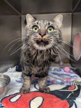 Rescue Domestic Long Hair Cats for Adoption in Santa Rosa, California - Maude | PetCurious