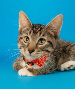 Bear -  Domestic Short Hair Cat for Adoption in Syosset, New York - Bear | PetCurious