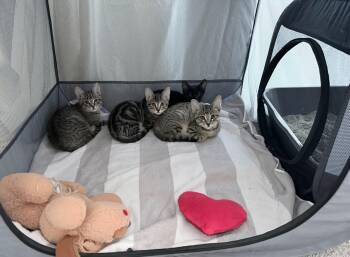 Rescue Domestic Short Hair Cats for Adoption in Beverly Hills, California - Bella/ Stacy /Violet / Johnny | PetCurious