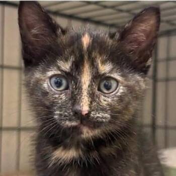 Claire -  Domestic Short Hair Cat for Adoption in Orangevale, California - Claire | PetCurious