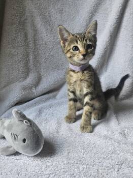 Zebra Shark -  Domestic Short Hair Cat for Adoption in Bryan, Texas - Zebra Shark | PetCurious