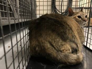 Rescue Domestic Short Hair Cats for Adoption in Conroe, Texas - MIA | PetCurious