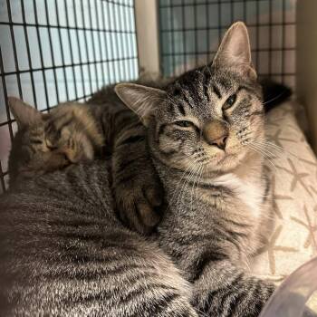 Rescue Domestic Short Hair Cats for Adoption in Middle Township, New Jersey - Riley | PetCurious