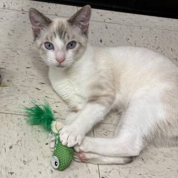Cypress and Alpine -  Siamese Cat for Adoption in North Arlington, New Jersey - Cypress And Alpine | PetCurious