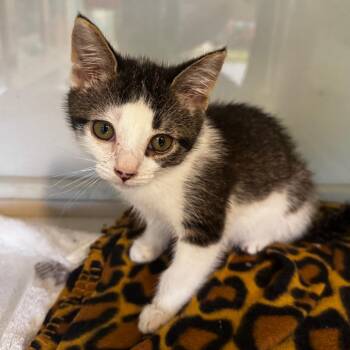 Blitz -  Domestic Short Hair Cat for Adoption in Wheeling, Illinois - Blitz | PetCurious