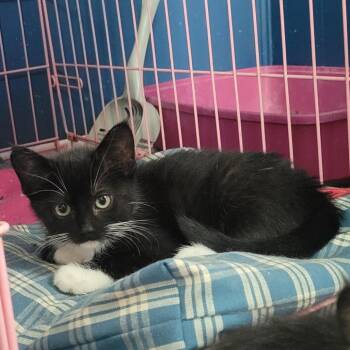 Gabbana -  Domestic Short Hair Cat for Adoption in Rochester, Minnesota - Gabbana | PetCurious