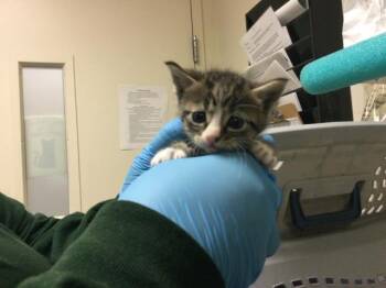 A1936837 -  Domestic Short Hair Cat for Adoption in Riverside, California - A1936837 | PetCurious
