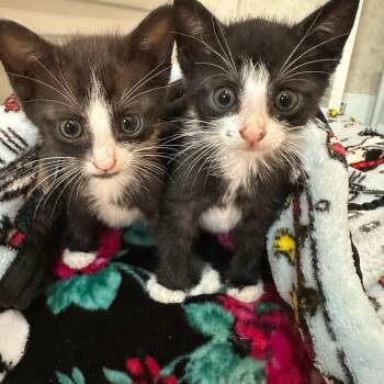 Rescue Domestic Short Hair and Tuxedo Cats for Adoption in Boca Raton, Florida - Persephone & Aurora BONDED | PetCurious