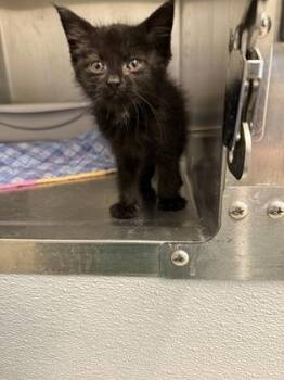Kiki -  Domestic Short Hair Cat for Adoption in Lafayette, Indiana - Kiki | PetCurious