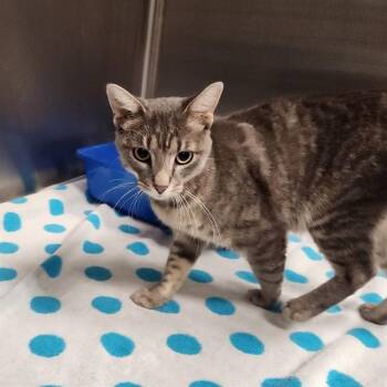 CORTADO -  Domestic Medium Hair Cat for Adoption - CORTADO | PetCurious