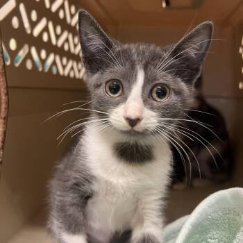 Fiona -  Domestic Short Hair Cat for Adoption - Fiona | PetCurious