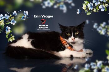 Rescue Maine Coon and Domestic Long Hair Cats for Adoption in Hemet, California - ERIN YEAGER | PetCurious