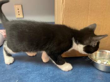 Ernie -  Domestic Short Hair Cat for Adoption in Westfield, New York - Ernie | PetCurious