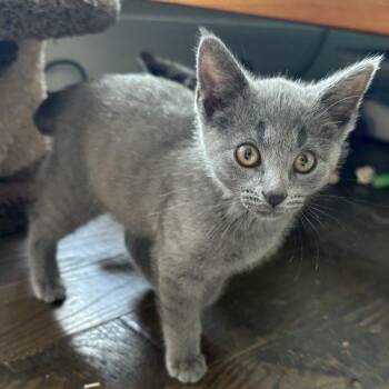 Mitch -  Domestic Short Hair Cat for Adoption in Tipp City, Ohio - Mitch | PetCurious