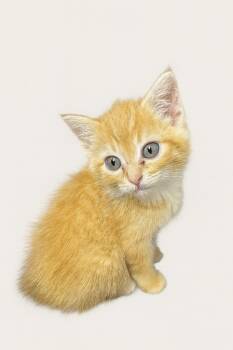 Rescue Domestic Short Hair Cats for Adoption in Chickamauga, Georgia - Chanco-Adoptable Awaiting S/N | PetCurious