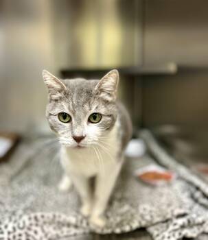Lizzy -  Domestic Short Hair Cat for Adoption in Dayton, Ohio - Lizzy | PetCurious