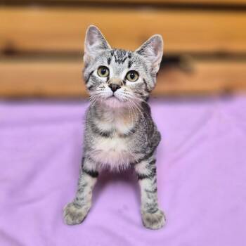 Lyric -  Domestic Short Hair and Mixed Breed Cat for Adoption in Woodstock, Illinois - Lyric | PetCurious