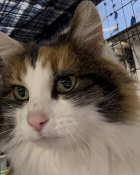 Calico Cats Available for Adoption - Callie -courtesy Post | PetCurious