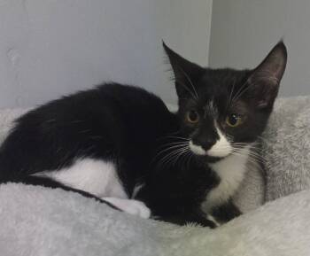 Rescue Domestic Short Hair Cats for Adoption in Waynesville, Missouri - Sasha | PetCurious