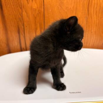 Chuckie -  American Shorthair Cat for Adoption in Greenfield, Indiana - Chuckie | PetCurious