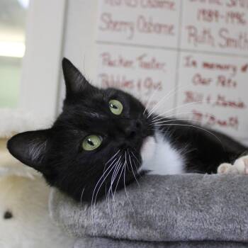 Domestic Short Hair Cats Available for Adoption - Hayden | PetCurious