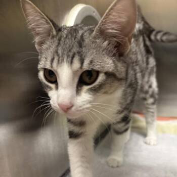 Domestic Short Hair Cats Available for Adoption in Walnut Creek, California - Octavia | PetCurious