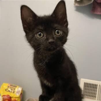 Kanga C69552 -  Domestic Short Hair Cat Available for Adoption in Minnetonka, Minnesota - Kanga C69552 | PetCurious
