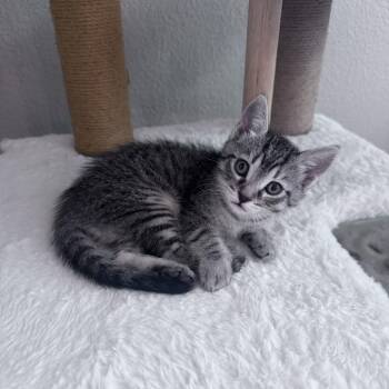 Simba -  Domestic Short Hair Cat for Adoption in Reno, Nevada - Simba | PetCurious