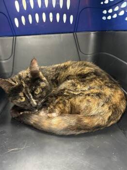 Domestic Short Hair Cats Available for Adoption in Chester, South Carolina - YANNA | PetCurious