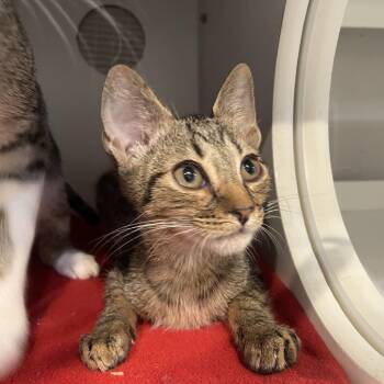 Perry -  Domestic Short Hair Cat for Adoption in Pinellas Park, Florida - Perry | PetCurious
