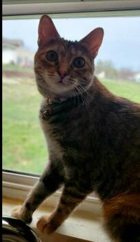 Domestic Short Hair and Extra Toes Cat Hemingway Polydactyl Cats Available for Adoption in St. Peters, Missouri - Thumbalina | PetCurious