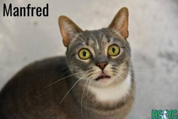 Domestic Short Hair Cats Available for Adoption in Fort Mill, South Carolina - Manfred | PetCurious