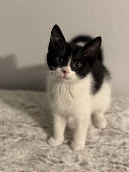 Rescue Domestic Short Hair Cats for Adoption in Mason City, Iowa - Tamagotchi | PetCurious
