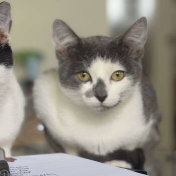 Rescue Domestic Short Hair Cats for Adoption in Chicago, Illinois - Jo | PetCurious