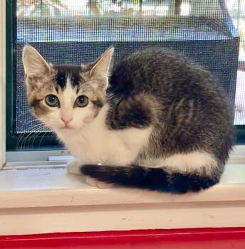 Petey -  Domestic Short Hair Cat for Adoption in Cambria, California - Petey | PetCurious