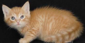Nordstrom -  Tabby Cat for Adoption in Newland, North Carolina - Nordstrom | PetCurious