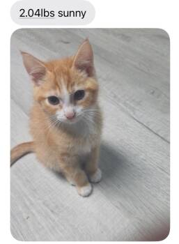 Sunny -  Domestic Short Hair Cat for Adoption in Johnson City, Tennessee - Sunny | PetCurious