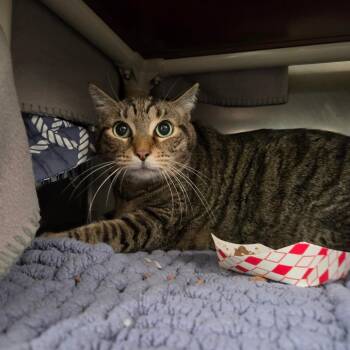 Tiger -  Domestic Short Hair Cat for Adoption in Kennebunk, Maine - Tiger | PetCurious