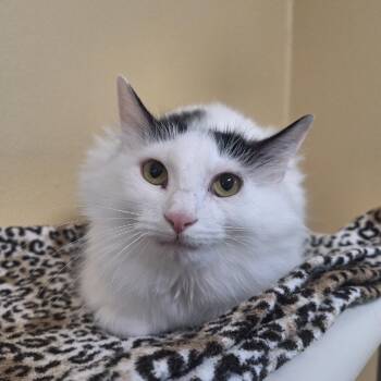 Domestic Long Hair Cats Available for Adoption in Attica, New York - Sweet Pea | PetCurious