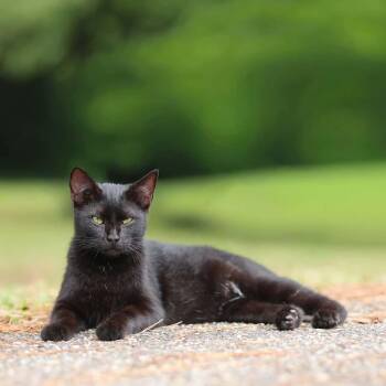 Eve -  Domestic Short Hair Cat for Adoption in Lucedale, Mississippi - Eve | PetCurious
