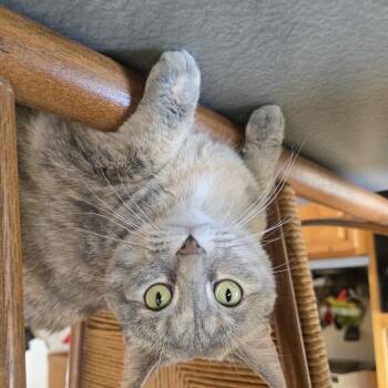 Butters -  Dilute Tortoiseshell Cat for Adoption in Reeseville, Wisconsin - Butters | PetCurious