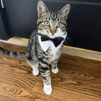 Domestic Short Hair Cats Available for Adoption - George Catstanza | PetCurious