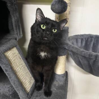 Poppa -  Domestic Short Hair Cat for Adoption in Layton, Utah - Poppa | PetCurious