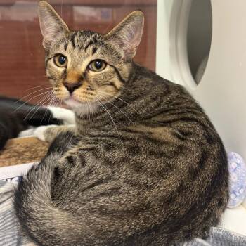 Gossamer -  Domestic Short Hair Cat for Adoption in West Palm Beach, Florida - Gossamer | PetCurious