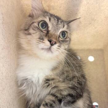 Aunt May -  Domestic Short Hair Cat for Adoption in Reno, Nevada - Aunt May | PetCurious