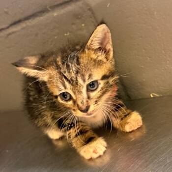 TUSC-Stray-85827_2_3_4 -  Domestic Short Hair Cat for Adoption in Tuscaloosa, Alabama - TUSC-Stray-85827_2_3_4 | PetCurious